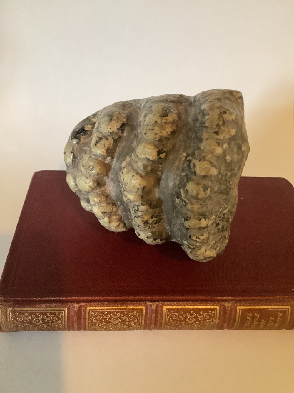 A mineralised prehistoric molar tooth specimen displaying distinct grey and tan ridges sitting on a book. View VIII