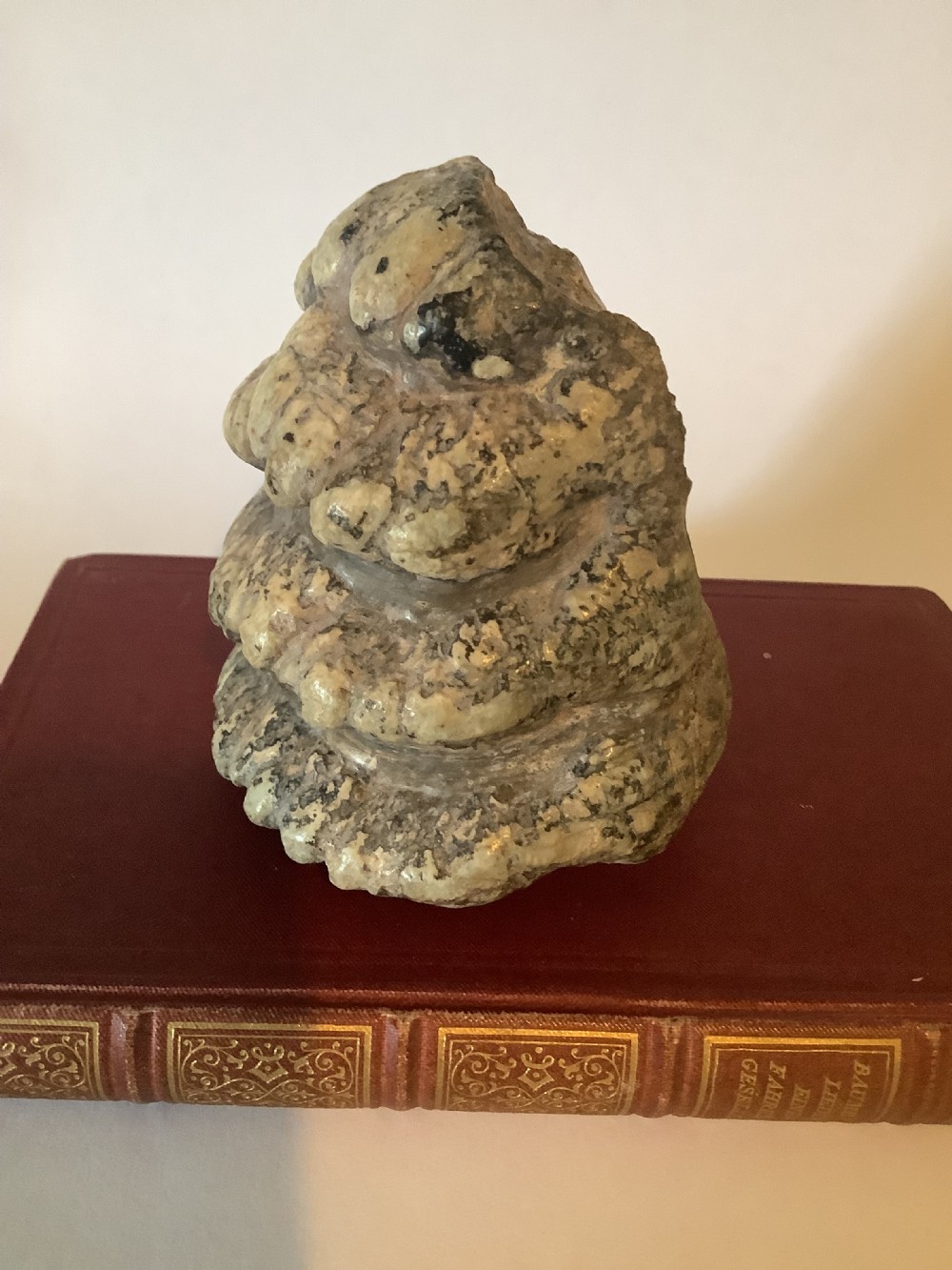 A mineralised prehistoric molar tooth specimen displaying distinct grey and tan ridges sitting on a book. View IX