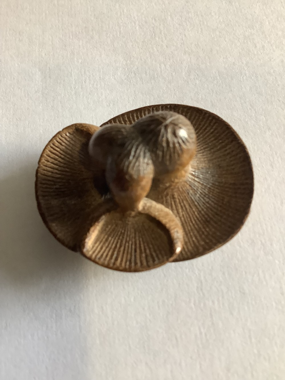A small, finely carved wooden netsuke depicting a naturalistic cluster of mushrooms with detailed underside gills. View VIII