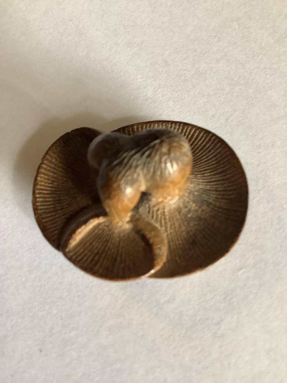 A small, finely carved wooden netsuke depicting a naturalistic cluster of mushrooms with detailed underside gills. View IX