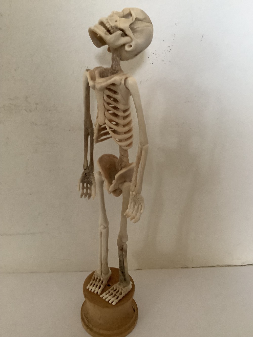 A carved cream-coloured miniature human skeleton standing upright on a round turned wooden plinth against a light backdrop.