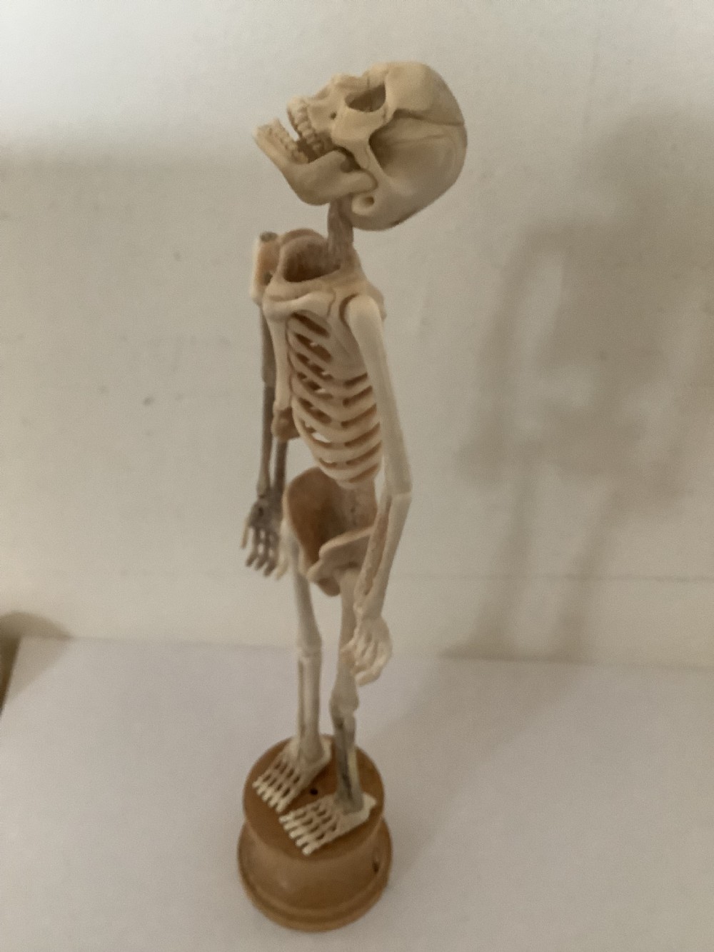 A carved cream-coloured miniature human skeleton standing upright on a round turned wooden plinth against a light backdrop. View V