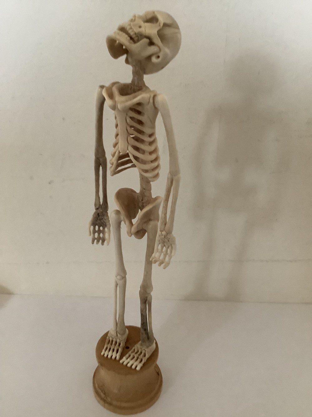 A carved cream-coloured miniature human skeleton standing upright on a round turned wooden plinth against a light backdrop. View VIII