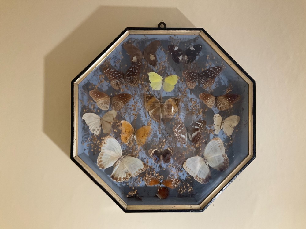 A Victorian display of pinned butterflies in an octagonal glazed box case. 