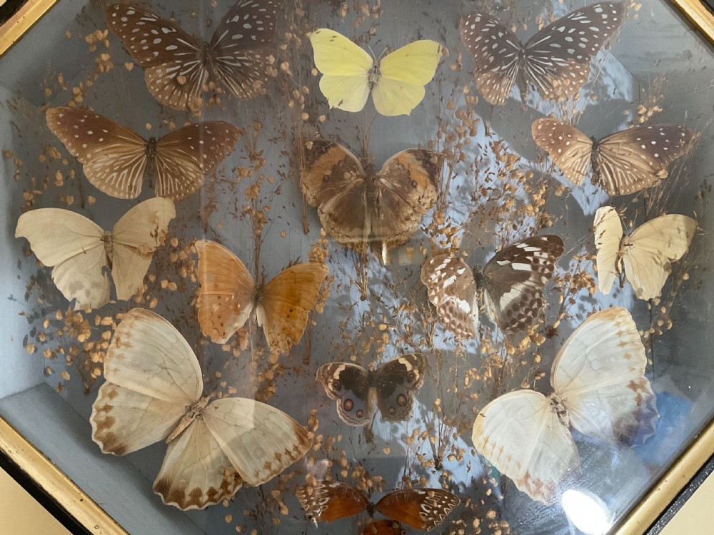 A Victorian display of pinned butterflies in an octagonal glazed box case.  View II