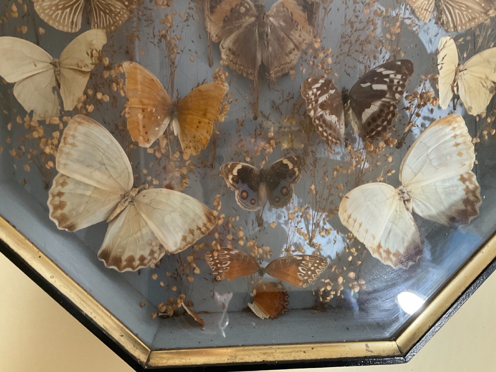 A Victorian display of pinned butterflies in an octagonal glazed box case.  View IV