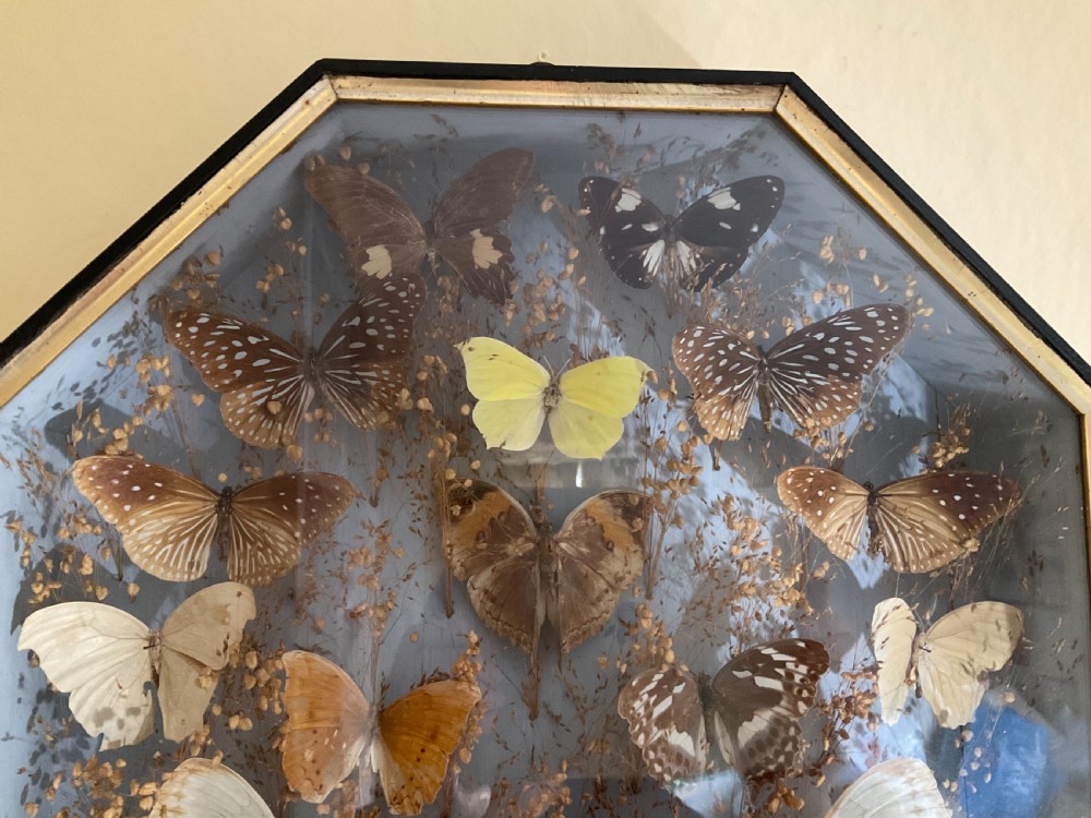 A Victorian display of pinned butterflies in an octagonal glazed box case.  View V