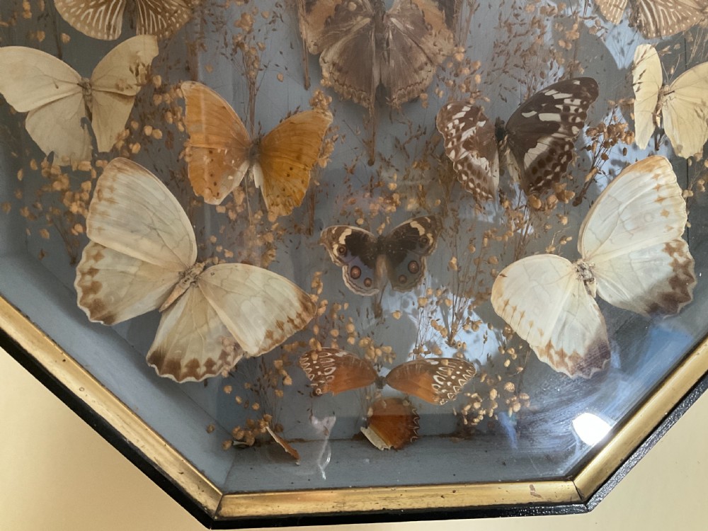 A Victorian display of pinned butterflies in an octagonal glazed box case.  View VI
