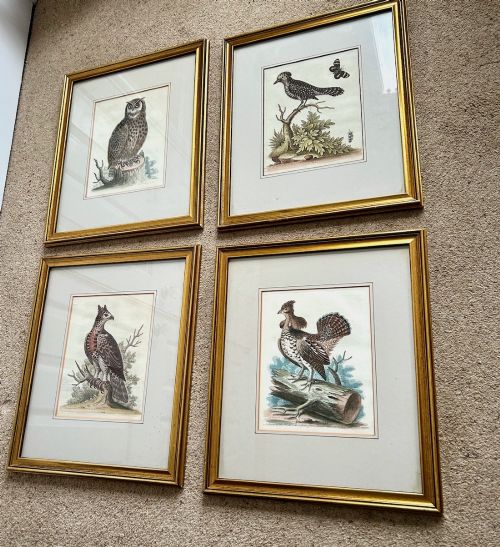 George Edwards (British 1694-1773 - Four Engravings