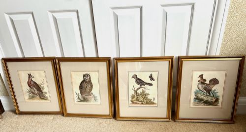George Edwards (british 1694-1773 - Four Engravings