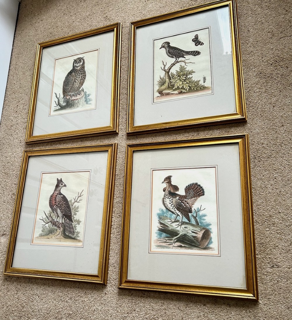 A set of four framed 18th-century hand-coloured engravings depicting various bird species within gold gilt wood frames.