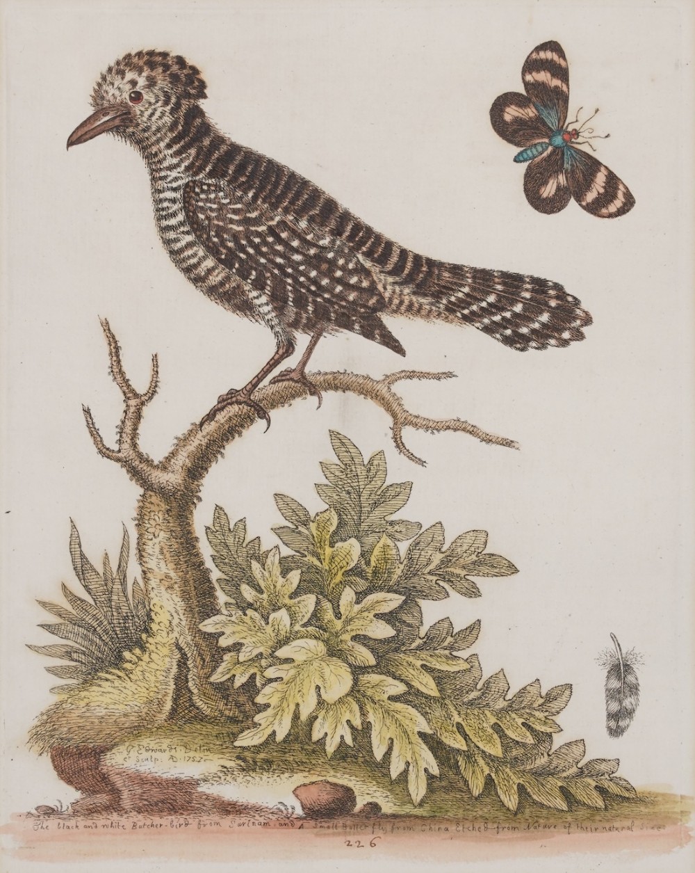 A set of four framed 18th-century hand-coloured engravings depicting various bird species within gold gilt wood frames. View II