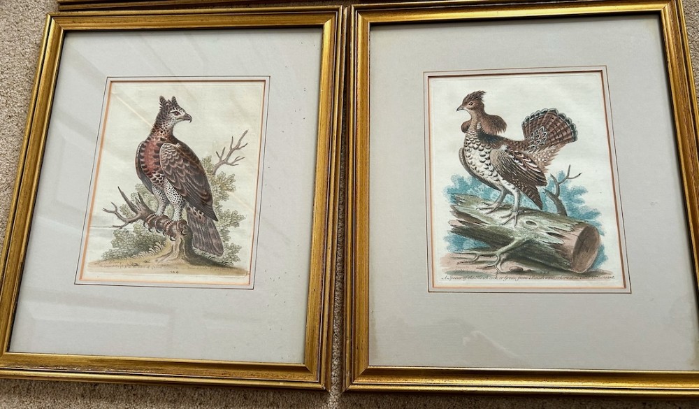 A set of four framed 18th-century hand-coloured engravings depicting various bird species within gold gilt wood frames. View III