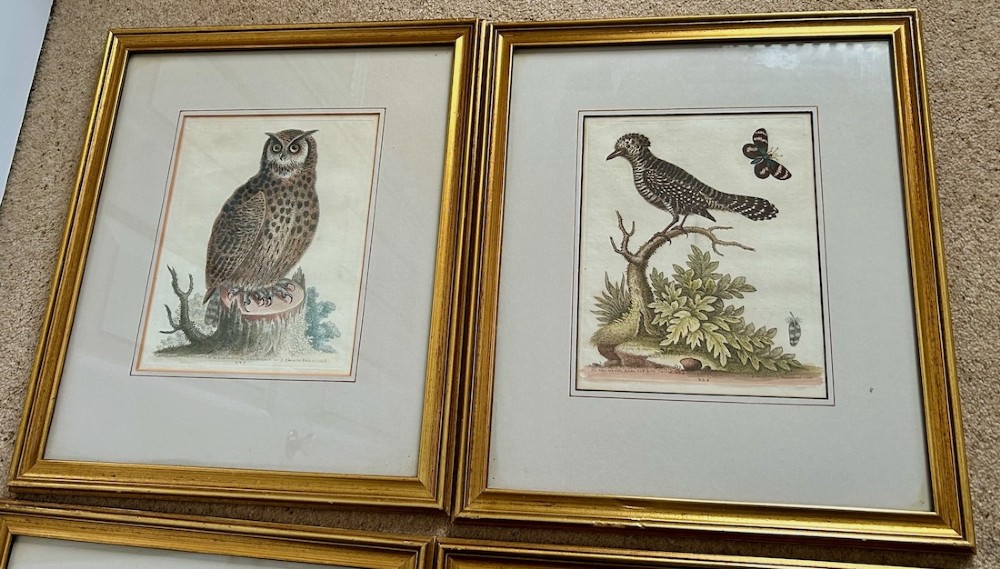 A set of four framed 18th-century hand-coloured engravings depicting various bird species within gold gilt wood frames. View V