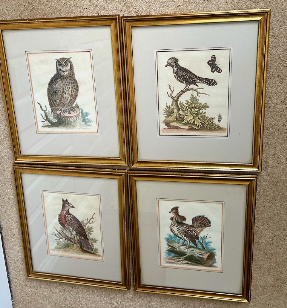 A set of four framed 18th-century hand-coloured engravings depicting various bird species within gold gilt wood frames. View VI