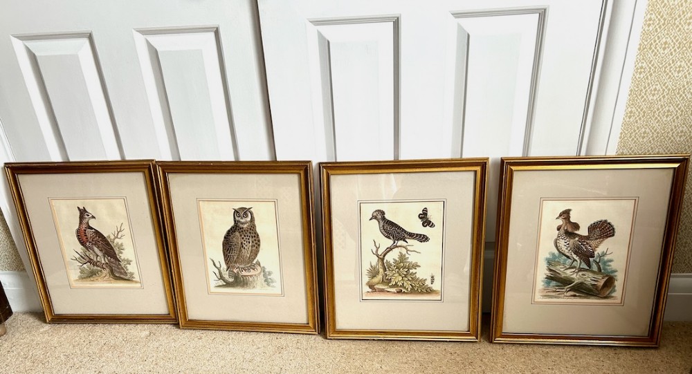 A set of four framed 18th-century hand-coloured engravings depicting various bird species within gold gilt wood frames. View VIII