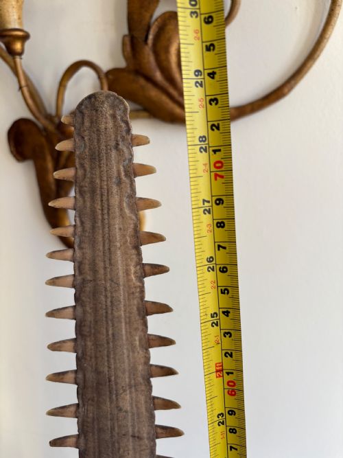 A 19TH CENTURY SWORDFISH BILL FORMER MUSEUM EXHIBIT 74CM TALL - ADDITIONAL PHOTO 7