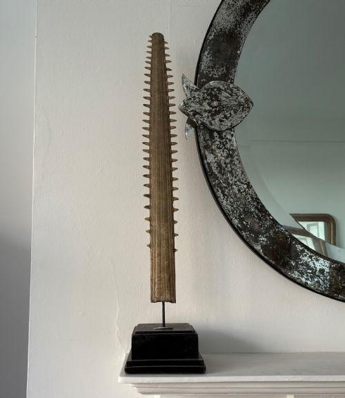 a 19th century swordfish bill former museum exhibit 74cm tall - CATEGORY: ANTIQUE MISCELLANEOUS - DATED 19TH CENTURY
