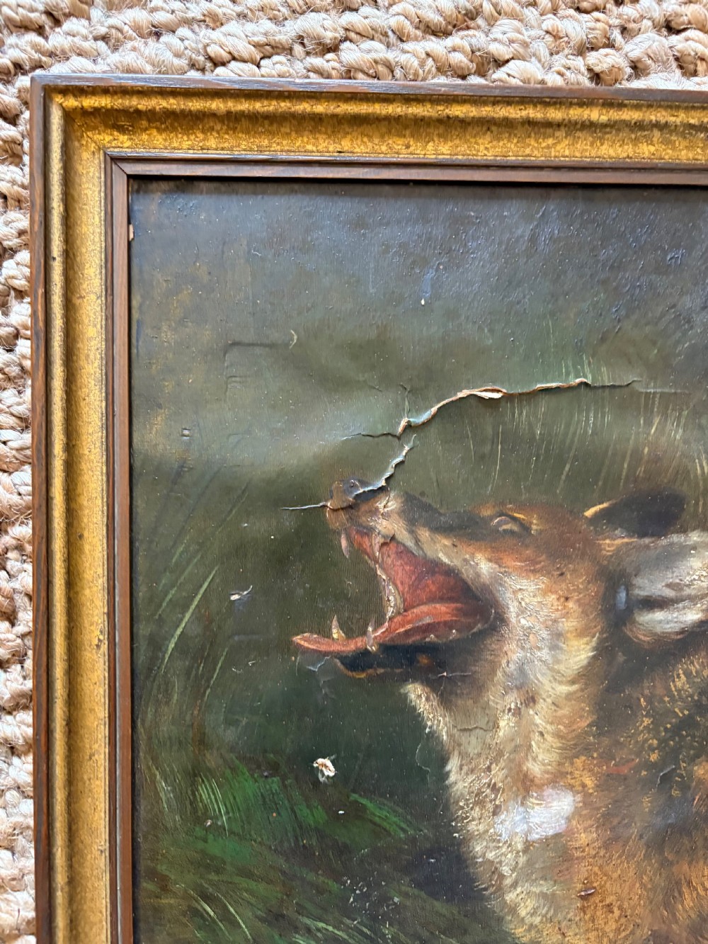 Antique Oil on Canvas Fox Wildlife Painting C1900, 90cm wide, framed View VIII
