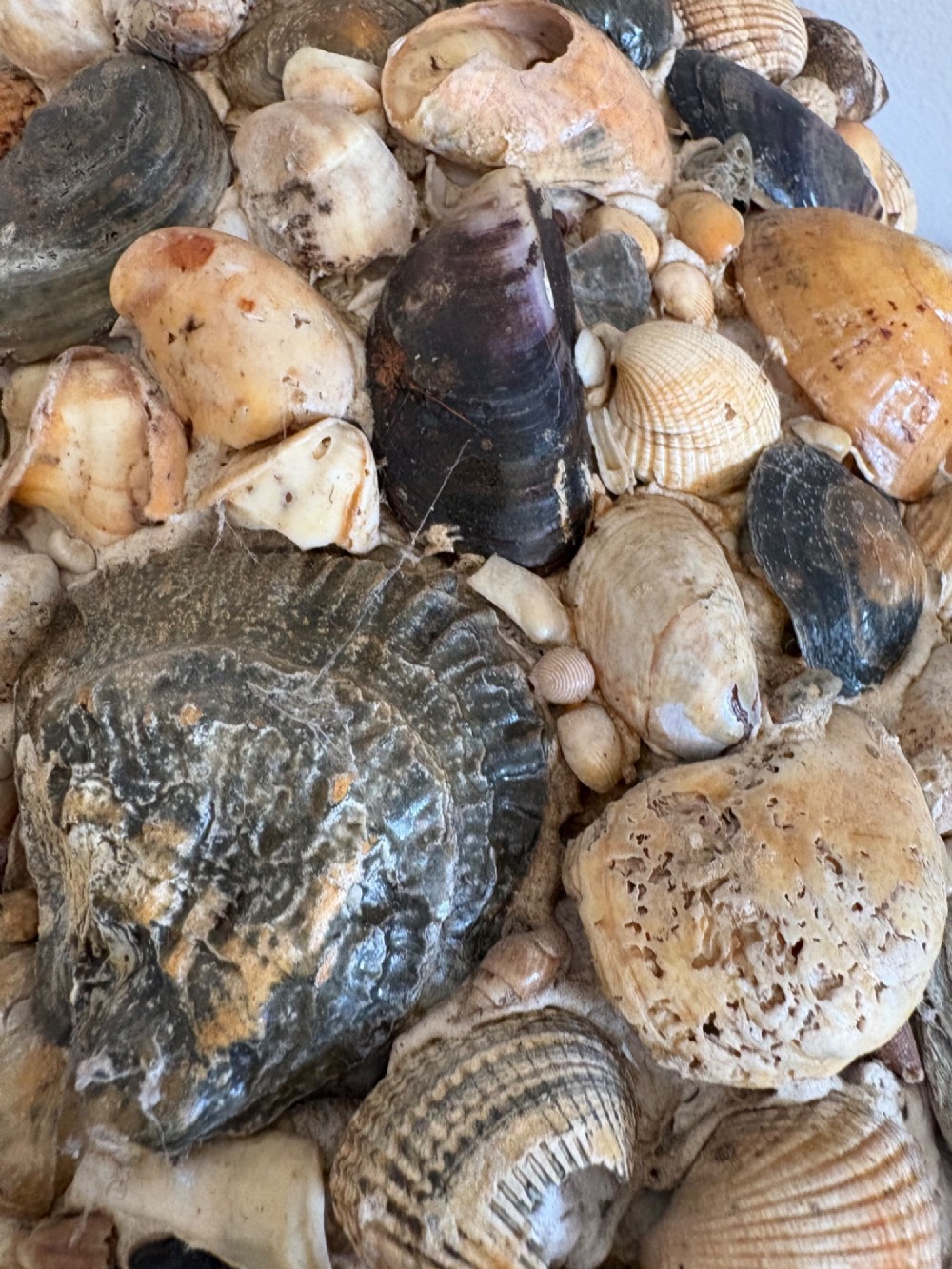 A cylindrical antique vase completely encrusted with an assortment of natural sea shells set into a mortar matrix. View VII