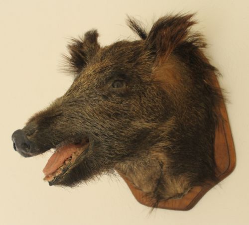 Taxidermy Stuffed Boar's Head, Probably French