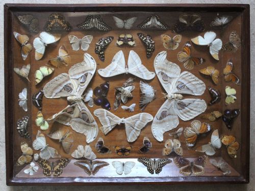 Edwardian Cased Collection of Butterflies & Moths