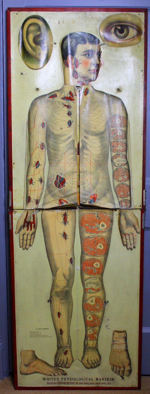 'White's Physiological Manikin' Anatomical Model