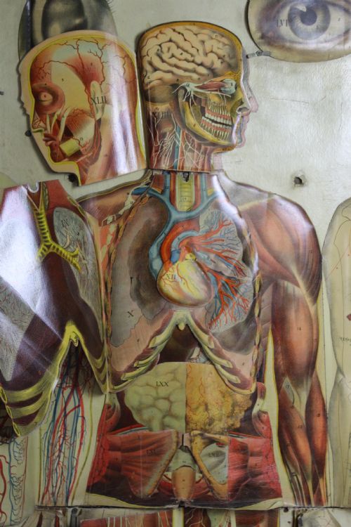 fig 1. 'White's Physiological Manikin' Anatomical Model