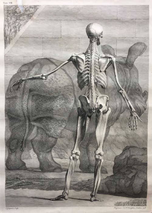 After Jan Wandelaar Skeleton Engravings by C. Grignon & G. Scotin, Published by Knapton 1949