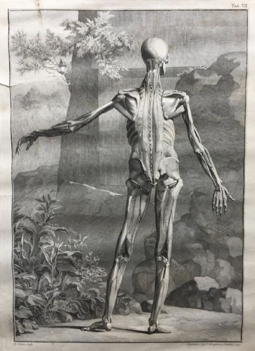 fig 1. After Jan Wandelaar Skeleton Engravings by C. Grignon & G. Scotin, Published by Knapton 1949