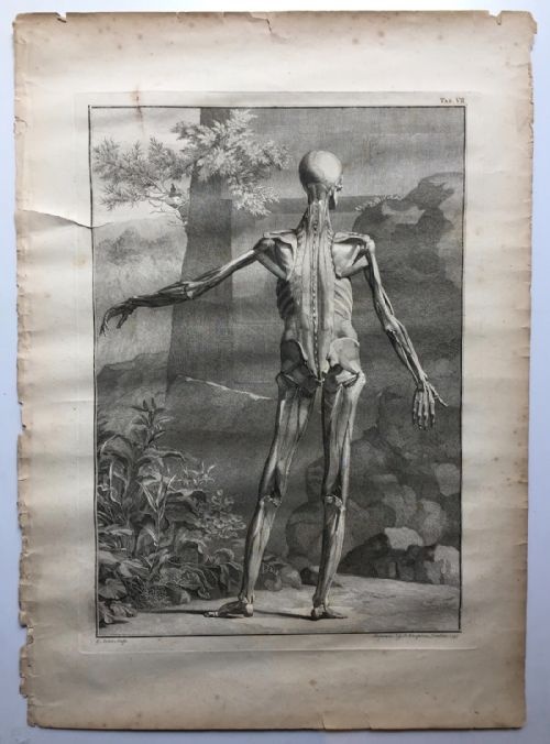 fig 2. After Jan Wandelaar Skeleton Engravings by C. Grignon & G. Scotin, Published by Knapton 1949