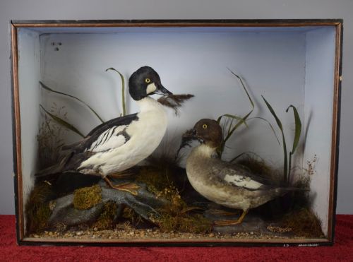 Edwardian Cased Taxidermy Group of a Barrow Goldeneye & Common Goldeneye Ducks