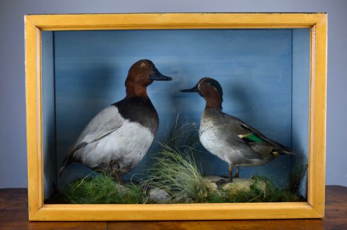Edwardian Cased Taxidermy Group of Ducks - A Teal and a Pochard in Naturalistic Setting