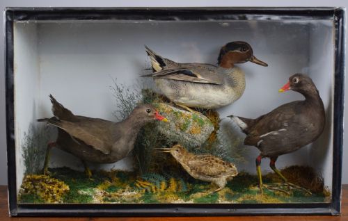 An Edwardian Cased Display of Taxidermy Birds, Moorhens, Snipe & Duck