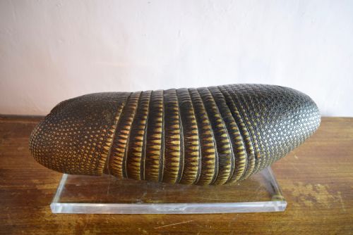Antique Nine Banded Armadillo Shell, with Old Label and on Perspex Stand