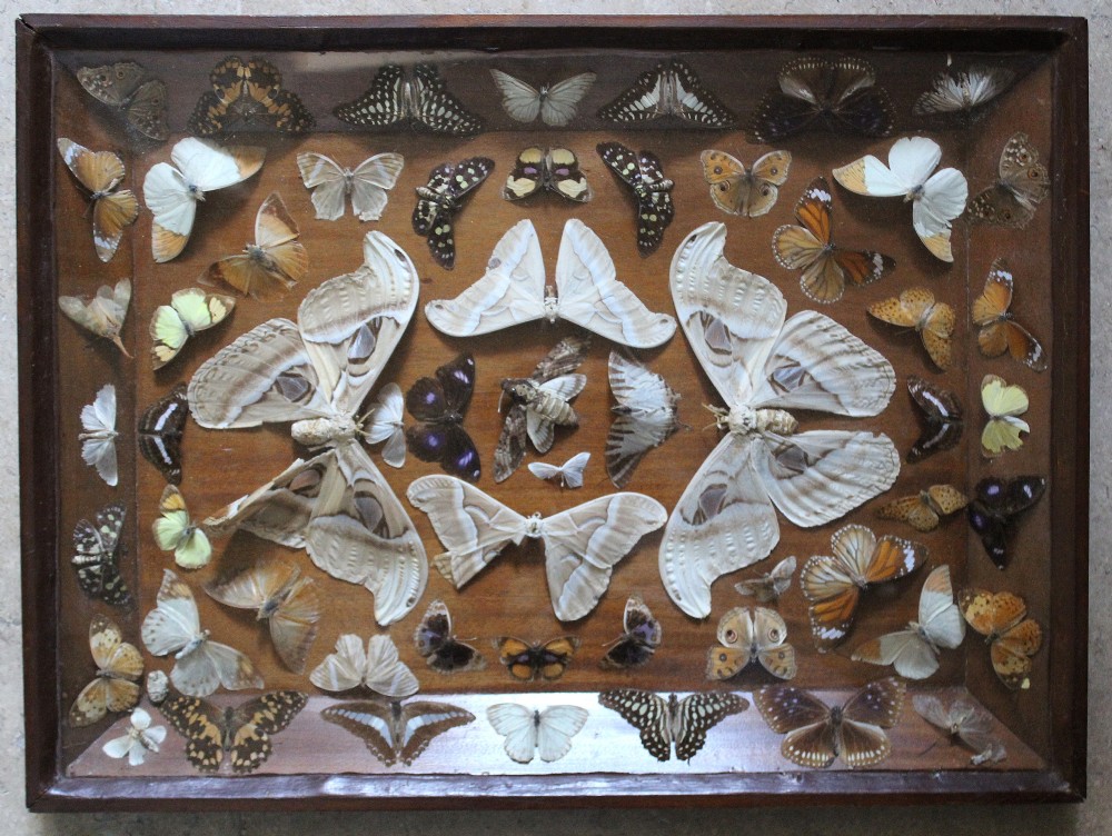 Edwardian Cased Collection of Butterflies & Moths