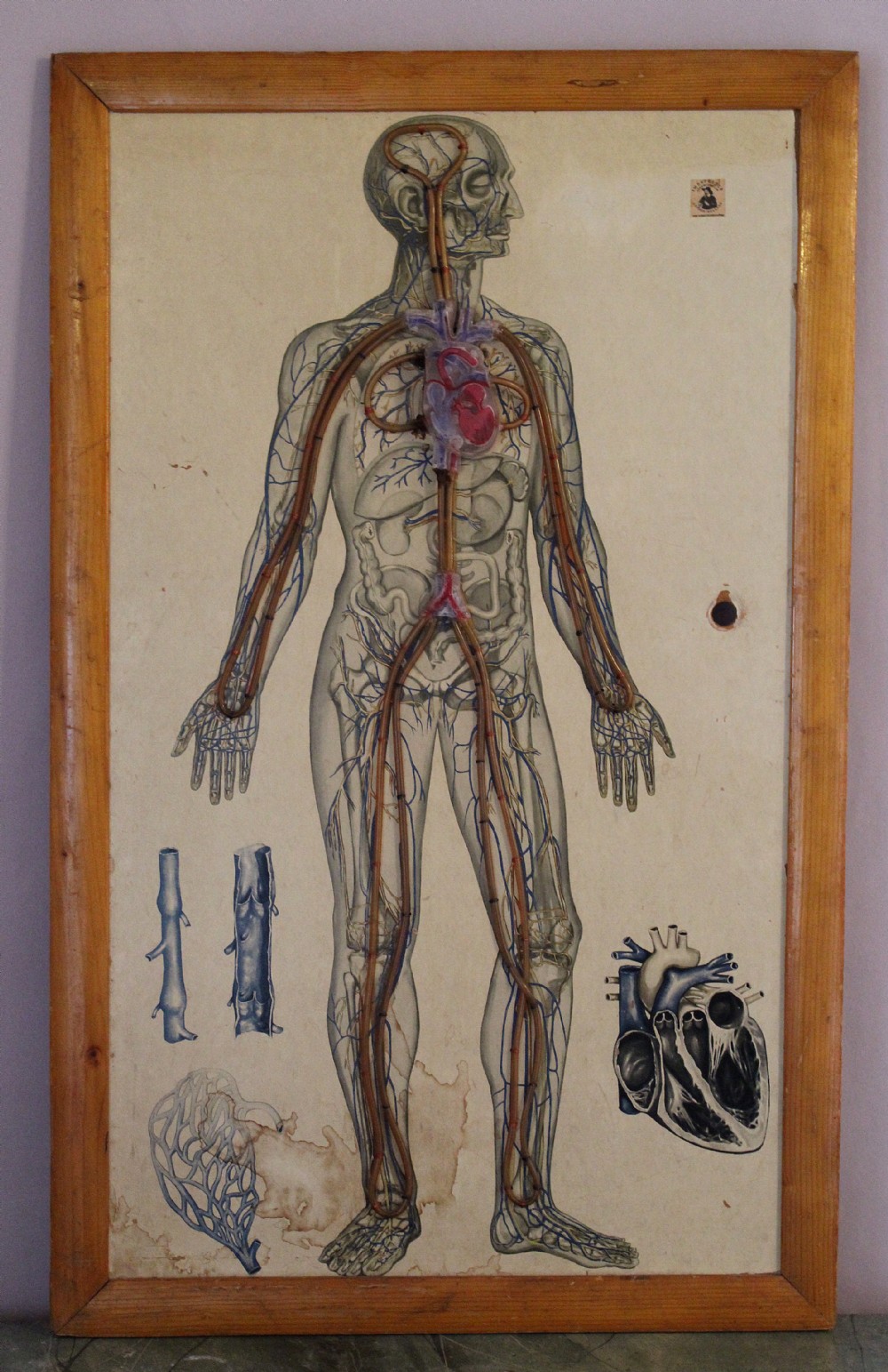 Vintage Anatomical Educational Poster of a Skeleton