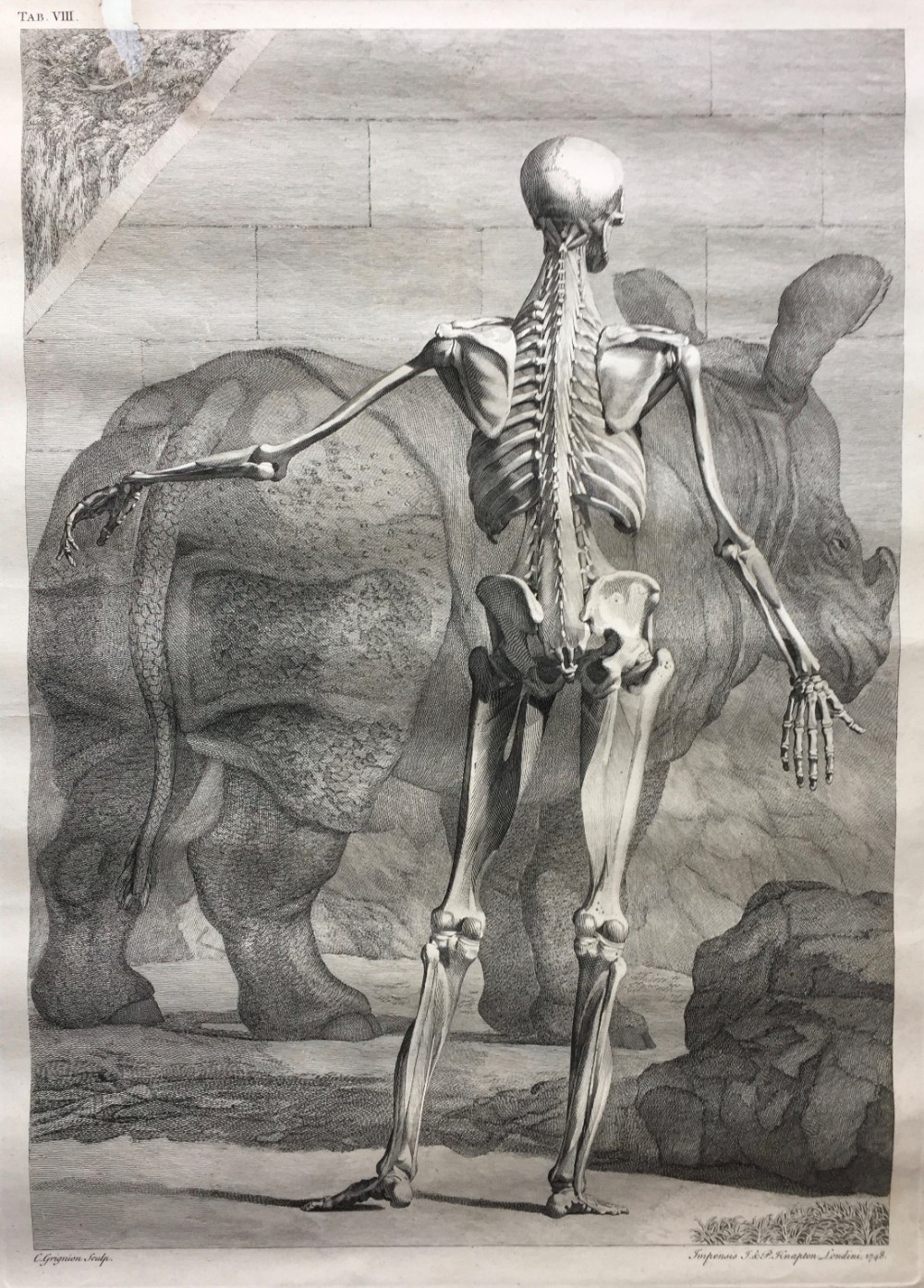 After Jan Wandelaar Skeleton Engravings by C. Grignon & G. Scotin, Published by Knapton 1949