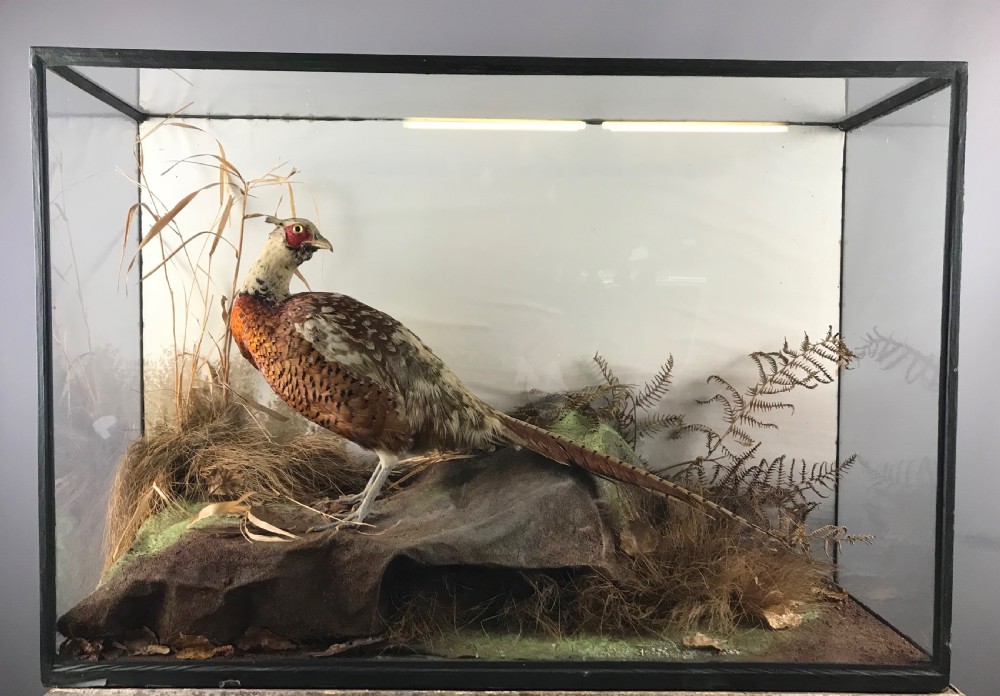Edwardian Cased Taxidermy of a Cock Pheasant 