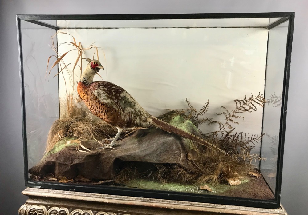 Edwardian Cased Taxidermy of a Cock Pheasant  View II