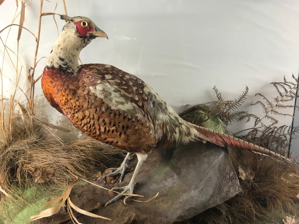 Edwardian Cased Taxidermy of a Cock Pheasant  View III