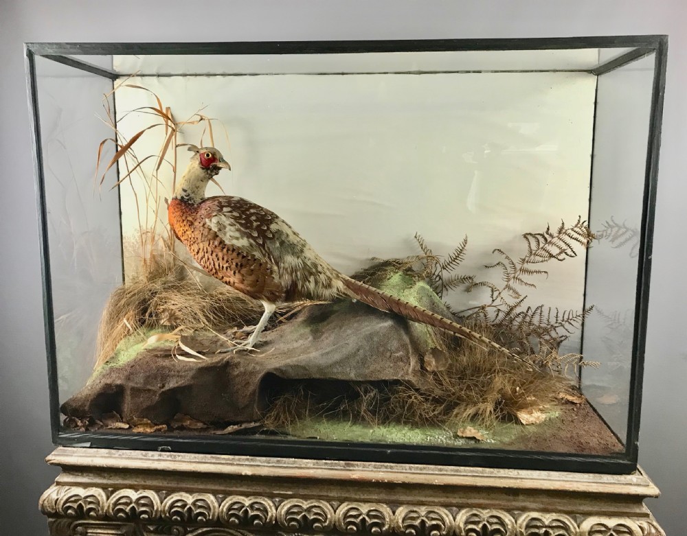 Edwardian Cased Taxidermy of a Cock Pheasant  View IV