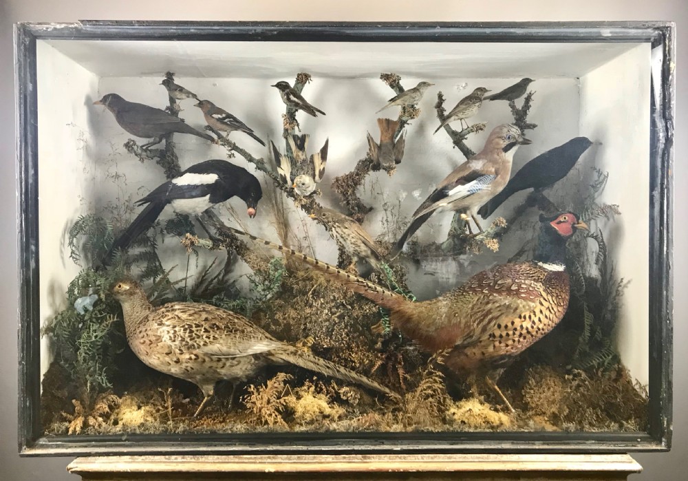 Cased Display of 15 Taxidermy Birds