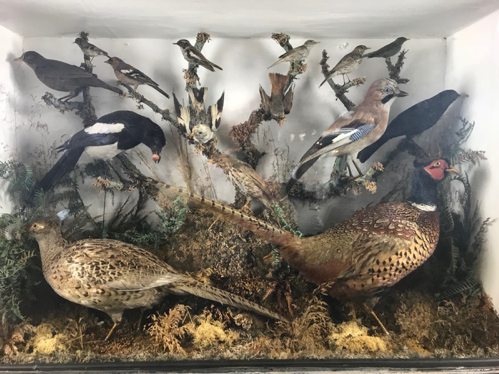Cased Display of 15 Taxidermy Birds View II