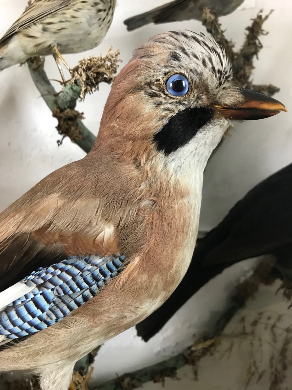 Cased Display of 15 Taxidermy Birds View III