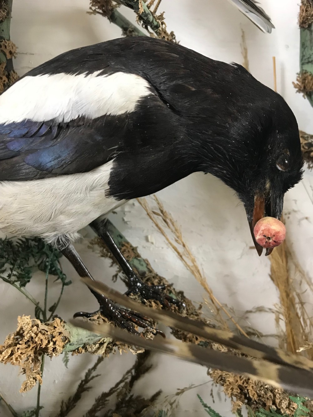 Cased Display of 15 Taxidermy Birds View IV