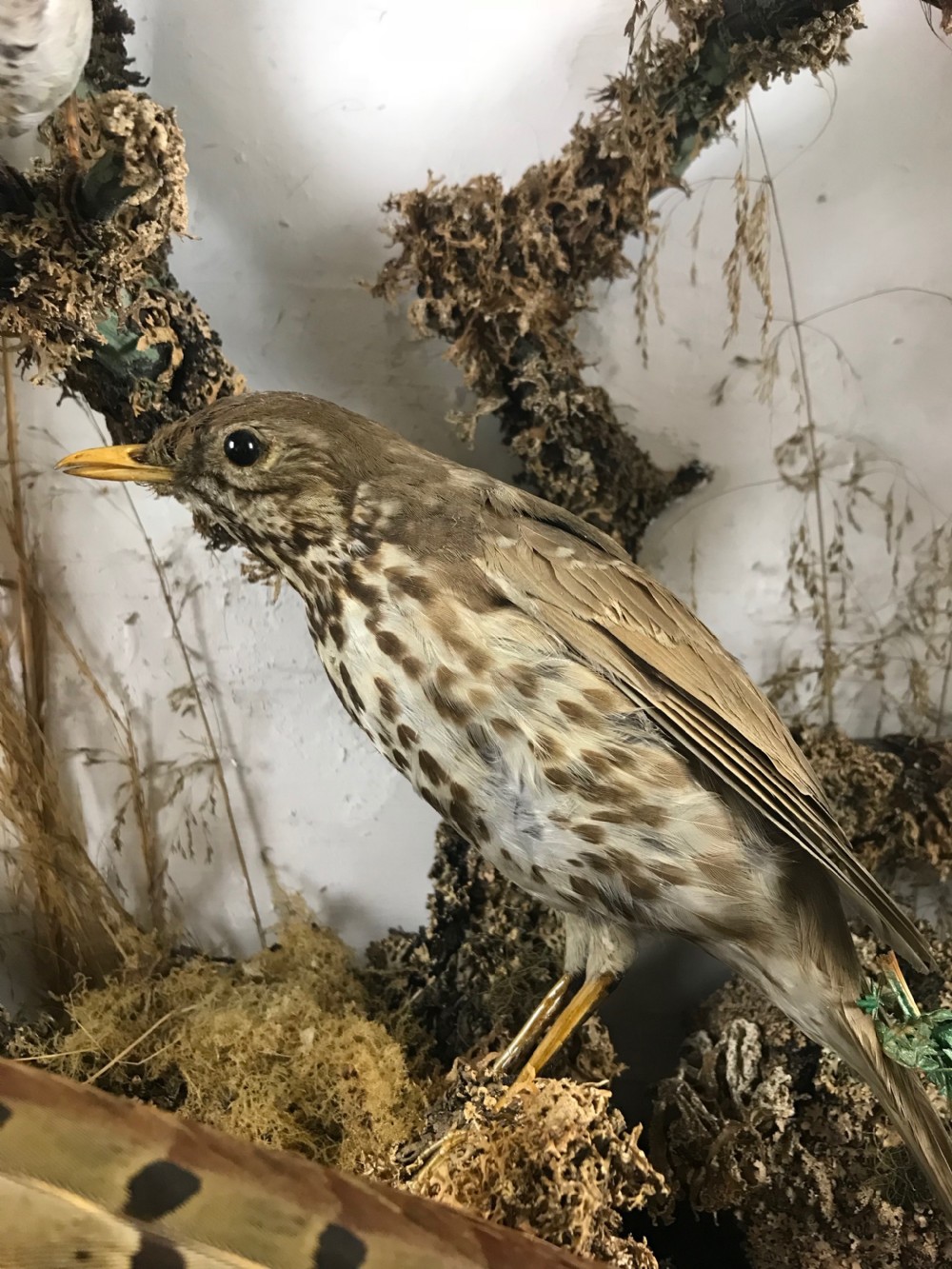 Cased Display of 15 Taxidermy Birds View V