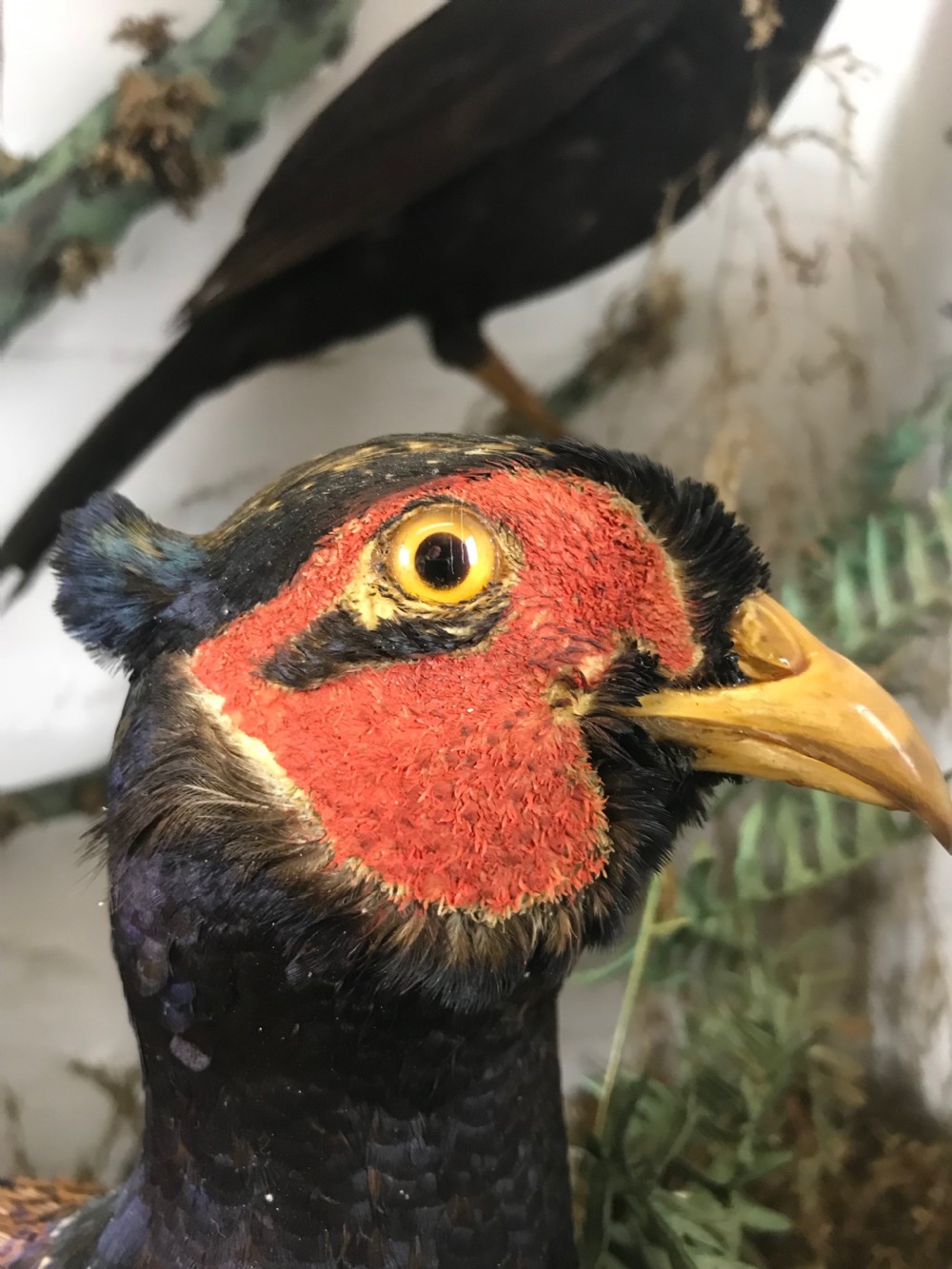 Cased Display of 15 Taxidermy Birds View VI
