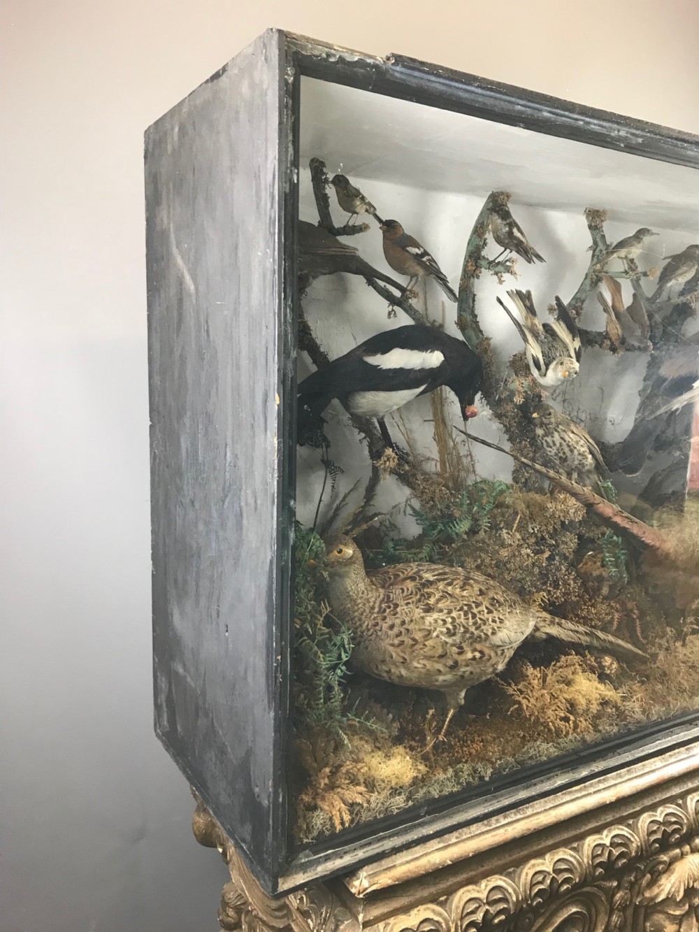 Cased Display of 15 Taxidermy Birds View VII