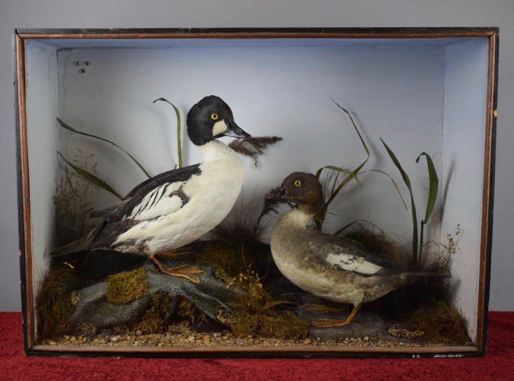 Edwardian Cased Taxidermy Group of a Barrow Goldeneye & Common Goldeneye Ducks